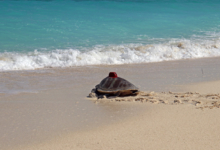 Muraka Turtle patient Muraka, an olive ridley, being released with a satellite tag from the beach in Maldives. Image.