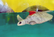 Vaarey, tagged & released