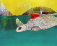 Vaarey, tagged & released