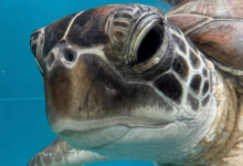 Gus, Released Turtle patient Gus, green, profile. Image.