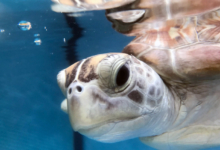 Gus Closeup of turtle patient Gus making bubbles in his tank. Image.