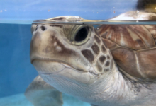 Gus Closeup of turtle patient Gus. Image.