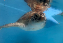 Gus with his flipper bandaged. Turtle patient Gus with flipper bandaged. Image.