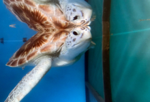 Gus Turtle patient Gus by the window in the tank at the Rescue Centre. Image.