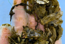 Gus pooped plastic and other marine debris. Gus pooped plastic and other marine debris. Image.