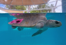 Fida Turtle patient Fida with Targeted External Weight Therapy at North Male Rehabilitation Centre. Image.