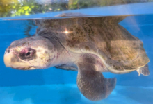 Fida Fida in her tank at the Rescue Centre, August 2025. Image.