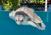 Fida Fida in the tank at the North Malé Rehabilitation Centre. Image.