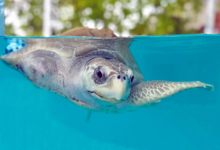 Fida Fida in the tank at the North Malé Rehabilitation Centre. Image.