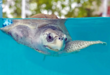 Fida Fida in the tank at the North Malé Rehabilitation Centre. Image.