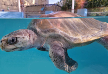 Fida Turtle patient Fida recovering in her tank in North Male, January 2025. Image.