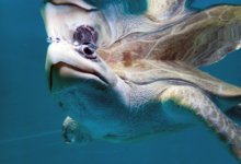 Fida Turtle patient Fida admiring her reflection in the tank at the rescue centre. Image.