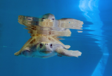Fida Turtle patient Fida in the tank at the rescue centre. Image.