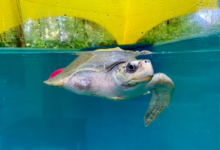 Fida Turtle patient Fida posing for the camera. Image.