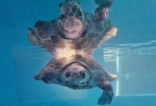 Fida Turtle patient Fida at the Rehabiliation Centre in North Male, February 2025. Image.