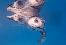 Fida Turtle patient Fida in her tank at the North Male Rehabilitation Centre. Image.