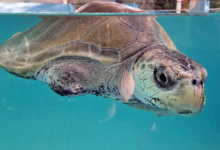 Fida Turtle patient Fida recovering in her tank at the North Male Rehabilitation Centre. Image.