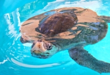 Fida Turtle patient Fida recovering in her tank at the Rescue Centre. Image.