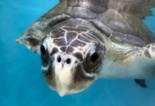 Fida Closeup of Fida in her tank. Image.