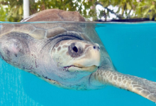 Fida Fida in the tank at the North Malé Rehabilitation Centre. Image.
