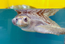 Fida Turtle patient Fida smiling at the camera. Image.