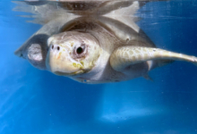 Fida Turtle patient Fida in her tank, facing the camera. Image.