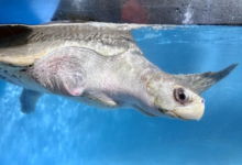 Fida Turtle patient Fida in the tank at the rescue centre, missing flipper visible. Image.