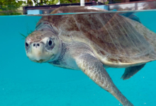 Click to adopt Fida Turtle patient Fida in the tank at North Malé Rehabilitation Centre, facing the camera. Image.