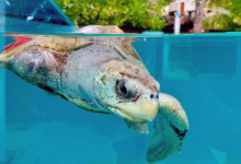 Fida Turtle patient Fida in her tank at North Malé Sea Turtle Rehabilitation Centre. Image.