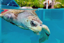 Fida Turtle patient Fida in her tank at North Malé Sea Turtle Rehabilitation Centre. Image.