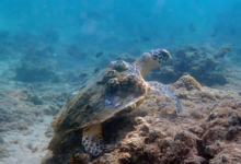Juvenile hawksbill turtle with barnacles, Zigy Bay, Musandam, Oman. Image.