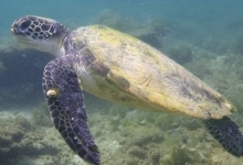 Adopted green turtle, Oman. Image.
