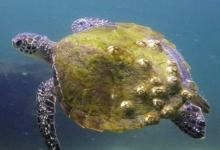 Adopted sea turtle in Oman. Image.