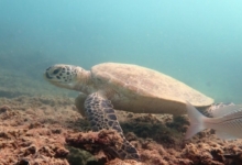 Adopted sea turtle in Oman. Image.