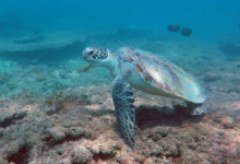 Green sea turtle, Zighy Bay, Oman. Image.