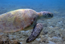 Green sea turtle, Zighy Bay, Oman. Image.