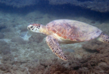 Green turtle, Zighy Bay, Oman. Image.