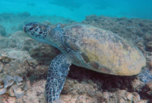 Green sea turtle, Zighy Bay, Oman. Image.