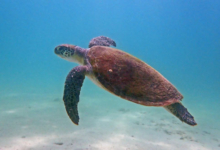 Green turtle, swimming over sand, Zighy Bay, Oman. Image.