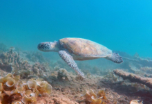 Green sea turtle, Zighy Bay, Oman. Image.