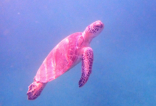 Green turtle swimming in the blue, Zighy Bay, Oman. Image.