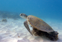 Green sea turtle, Zighy Bay, Oman. Image.
