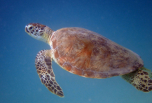 Green sea turtle swimming in the blue, Zighy Bay, Oman. Image.