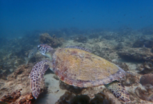 Green turtle swimming over reef, Zighy Bay, Oman. Image.