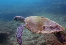 Green turtle, swimming over reef, Zighy Bay, Oman. Image.