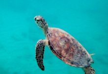 Green turtle swimming, Zighy Bay, Oman. Image.