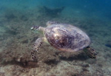 Green turtle swimming, Zighy Bay, Musandam, Oman. Image.