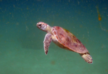 Green sea turtle swimming, Zighy Bay, Oman. Image.