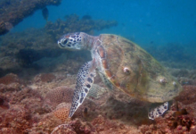 GReen turtle, on coral reef, Zighy Bay, Oman. Image.