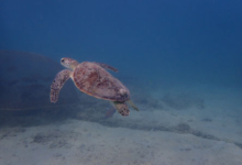 Green turtle swimming over sand, Zighy bay, Oman Image